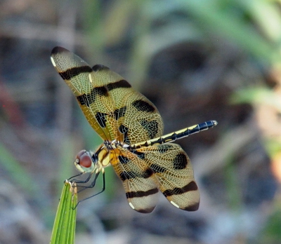 [Top view of the dragonfly perched atop some grass. The bodies are yellow and black stripes which run the length of the body. The wings are striped gold and brown. The eyes are brown and the rest of the face is green.]